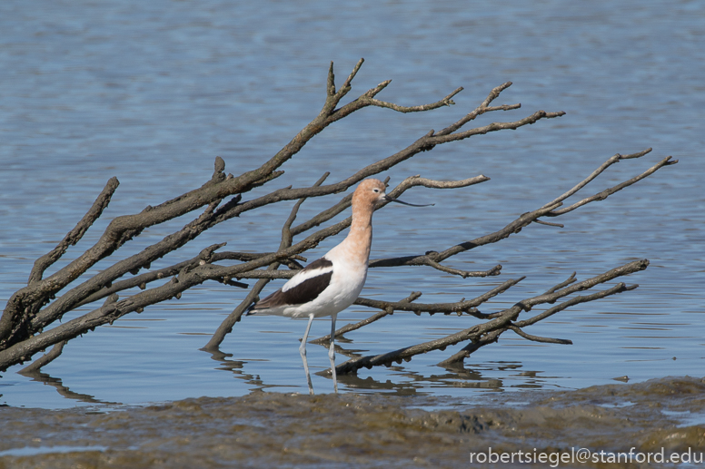 baylands